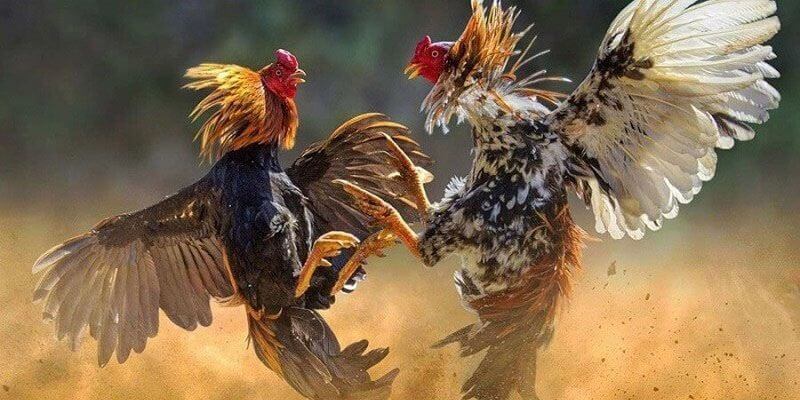 Kinh nghiệm hay nên áp dụng khi tham gia đá gà Kinh nghiệm hay nên áp dụng khi tham gia đá gà
