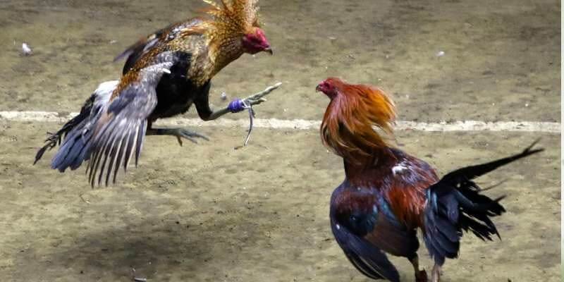 Một số kèo đá gà phổ biến cùng tỷ lệ trả thưởng hấp dẫn Một số kèo đá gà phổ biến cùng tỷ lệ trả thưởng hấp dẫn