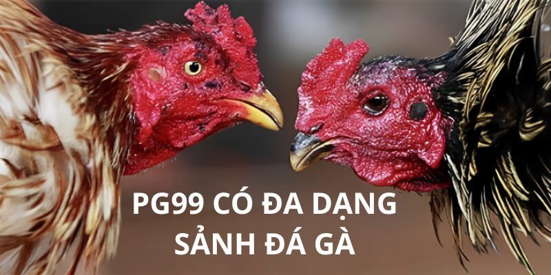 Các sảnh liên kết với đá gà PG99 Các sảnh liên kết với đá gà PG99