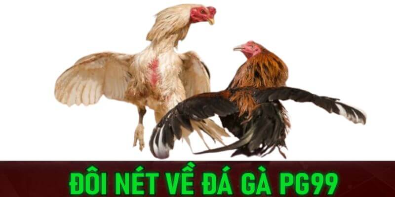Đôi nét về đá gà PG99 Đôi nét về đá gà PG99